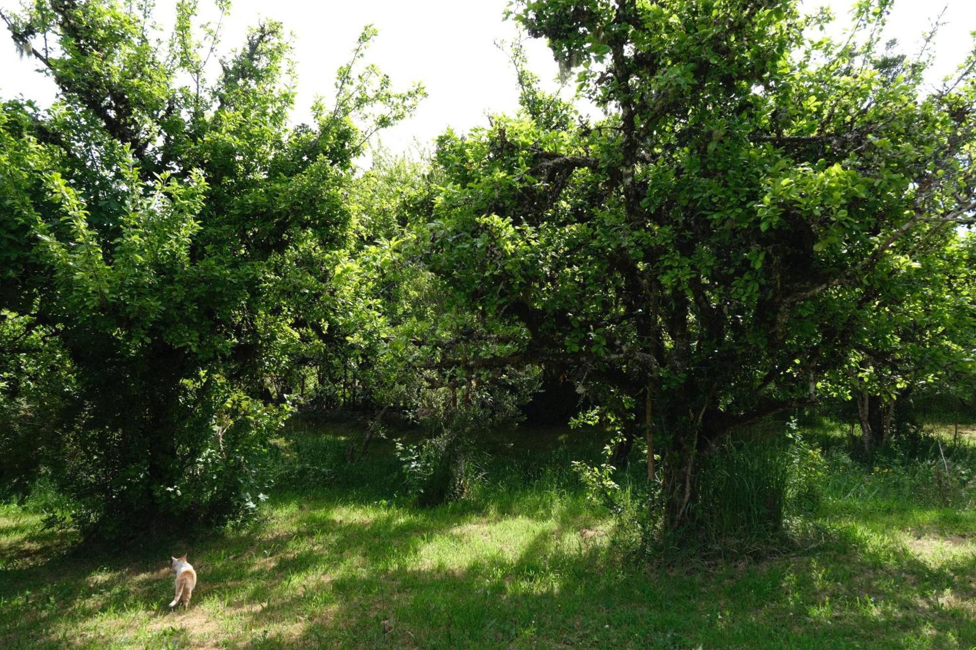 Ecoturismo Manzanos * Pindapulli